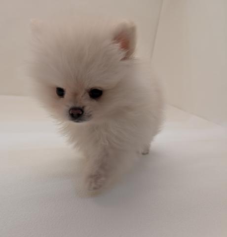 三重県のポメラニアン (ペットアミ 名張店/2026年1月9日生まれ/男の子/クリーム)の子犬の2枚目の画像