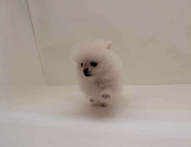 三重県のポメラニアン (ペットアミ 名張店/2026年1月9日生まれ/男の子/クリーム)の子犬の4枚目の画像