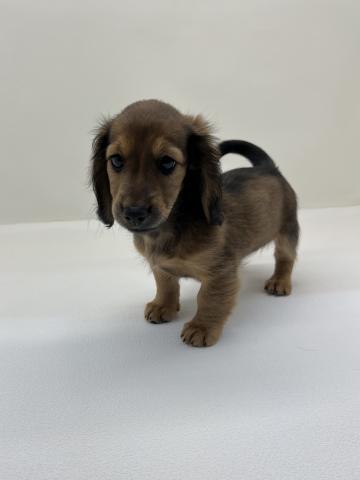 三重県のミニチュアダックスフンド(ロング) (ペットアミ 名張店/2025年12月20日生まれ/女の子/レッド)の子犬の1枚目の画像