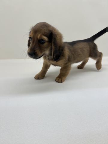 三重県のミニチュアダックスフンド(ロング) (ペットアミ 名張店/2025年12月20日生まれ/女の子/レッド)の子犬の3枚目の画像