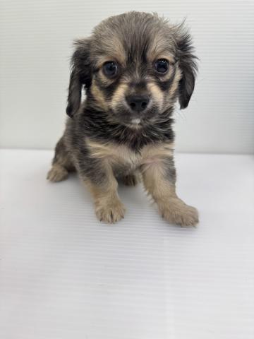 和歌山県のチワックス(チワワ×ダックス) (ペットアミ 紀ノ川店/2026年1月18日生まれ/男の子/フォーン)の子犬の1枚目の画像