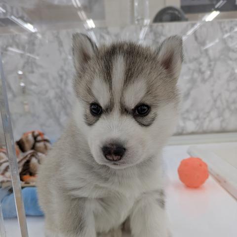 シベリアンハスキー