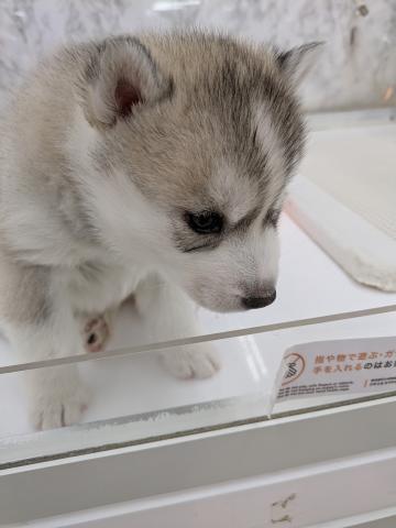 シベリアンハスキー