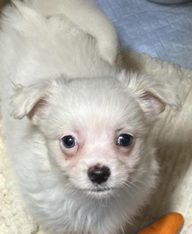 チワワ✕マルチーズ