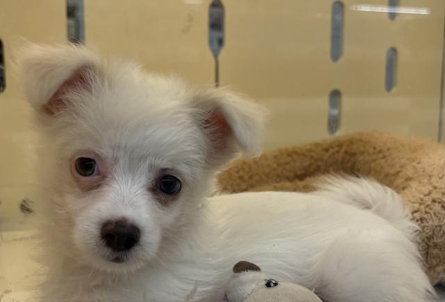 チワワ✕マルチーズ