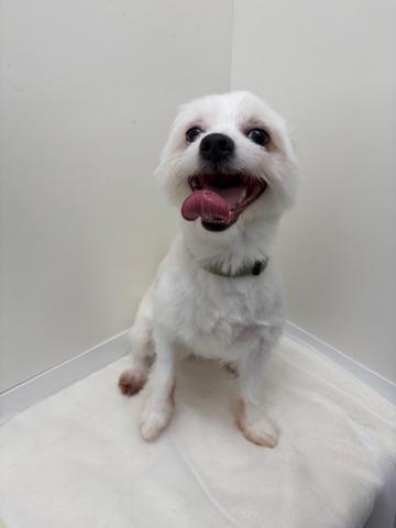 チワワ✕マルチーズ