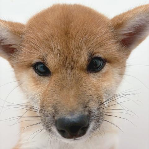 広島県の柴犬(標準サイズ) (ペットアミ 大竹店/2025年11月22日生まれ/女の子/赤)の子犬の1枚目の画像