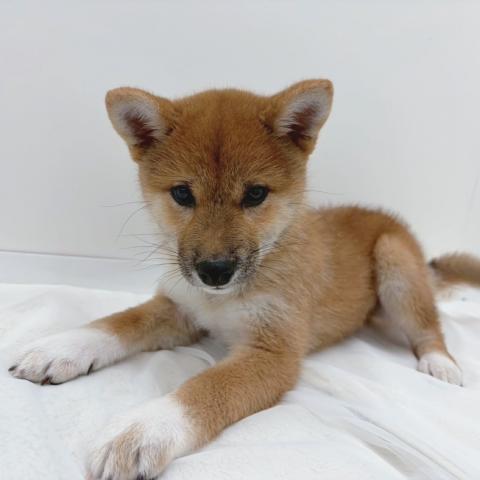 広島県の柴犬(標準サイズ) (ペットアミ 大竹店/2025年11月22日生まれ/女の子/赤)の子犬の2枚目の画像