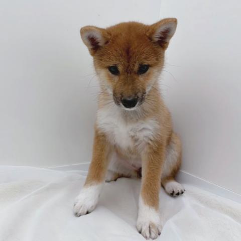 広島県の柴犬(標準サイズ) (ペットアミ 大竹店/2025年11月22日生まれ/女の子/赤)の子犬の3枚目の画像