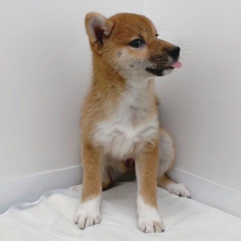 広島県の柴犬(標準サイズ) (ペットアミ 大竹店/2025年11月22日生まれ/女の子/赤)の子犬の4枚目の画像