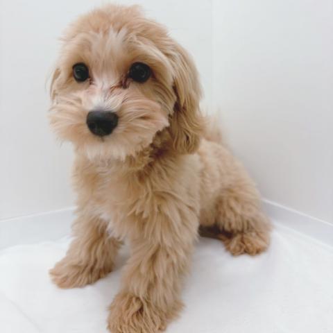 広島県のマルプー(マルチーズ×プードル) (ペットアミ 大竹店/2025年11月17日生まれ/男の子/アプリコット)の子犬の1枚目の画像