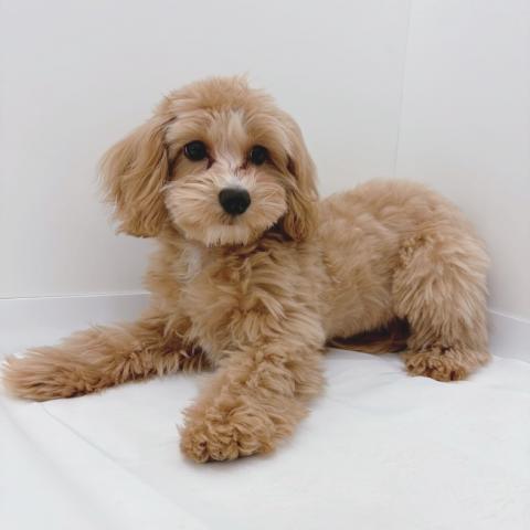広島県のマルプー(マルチーズ×プードル) (ペットアミ 大竹店/2025年11月17日生まれ/男の子/アプリコット)の子犬の2枚目の画像