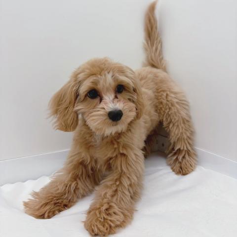 広島県のマルプー(マルチーズ×プードル) (ペットアミ 大竹店/2025年11月17日生まれ/男の子/アプリコット)の子犬の3枚目の画像
