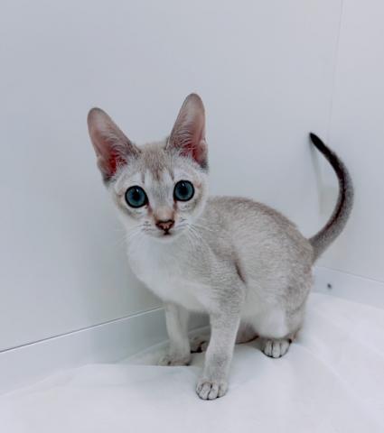 広島県のシンガプーラ (ペットアミ 大竹店/2025年10月19日生まれ/男の子/セピアグーティー)の子猫の1枚目の画像