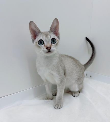 広島県のシンガプーラ (ペットアミ 大竹店/2025年10月19日生まれ/男の子/セピアグーティー)の子猫の2枚目の画像