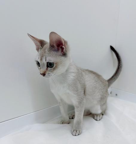 広島県のシンガプーラ (ペットアミ 大竹店/2025年10月19日生まれ/男の子/セピアグーティー)の子猫の3枚目の画像