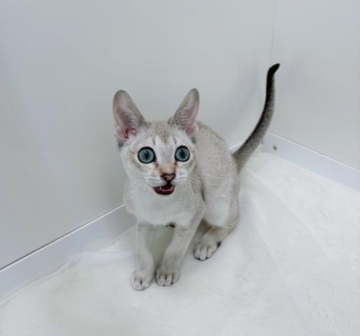 広島県のシンガプーラ (ペットアミ 大竹店/2025年10月19日生まれ/男の子/セピアグーティー)の子猫の4枚目の画像