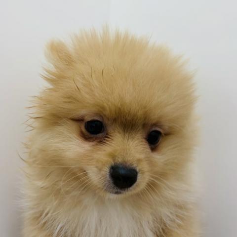 広島県のポメラニアン (ペットアミ 大竹店/2025年12月27日生まれ/男の子/オレンジ)の子犬の2枚目の画像