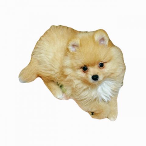 広島県のポメラニアン (ペットアミ 大竹店/2025年12月27日生まれ/男の子/オレンジ)の子犬の3枚目の画像