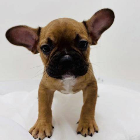 広島県のフレンチブルドッグ (ペットアミ 大竹店/2025年12月28日生まれ/男の子/フォーンホワイト)の子犬の1枚目の画像