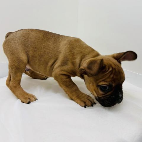 広島県のフレンチブルドッグ (ペットアミ 大竹店/2025年12月28日生まれ/男の子/フォーンホワイト)の子犬の2枚目の画像