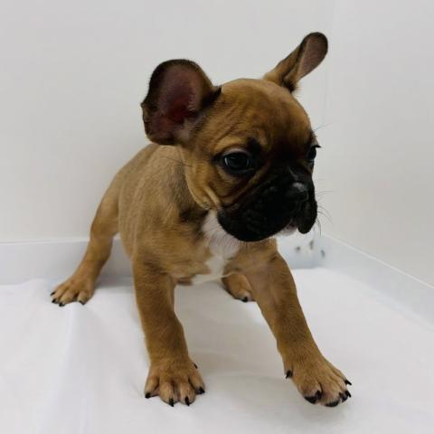 広島県のフレンチブルドッグ (ペットアミ 大竹店/2025年12月28日生まれ/男の子/フォーンホワイト)の子犬の3枚目の画像