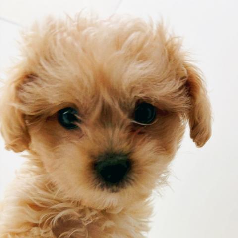 ペキニーズ×プードル