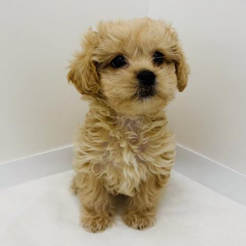 ペキニーズ×プードル