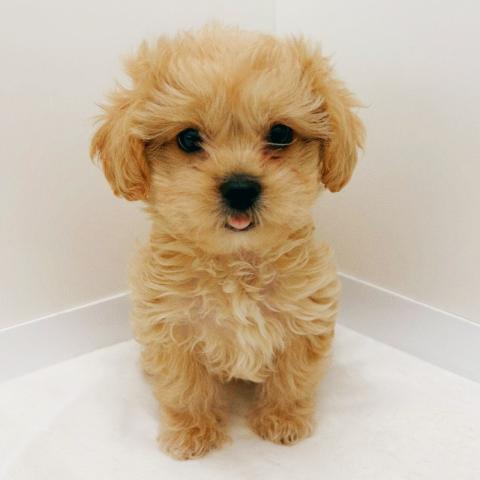 ペキニーズ×プードル