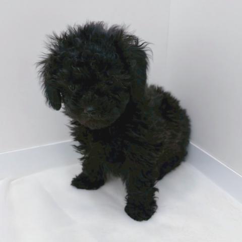 広島県のトイプードル(トイ) (ペットアミ 大竹店/2026年1月2日生まれ/男の子/ブラック)の子犬の1枚目の画像