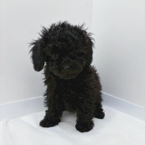 広島県のトイプードル(トイ) (ペットアミ 大竹店/2026年1月2日生まれ/男の子/ブラック)の子犬の2枚目の画像