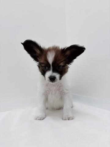 広島県のパピヨン (ペットアミ 大竹店/2026年1月2日生まれ/男の子/ブラックホワイト)の子犬の1枚目の画像