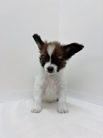 広島県のパピヨン (ペットアミ 大竹店/2026年1月2日生まれ/男の子/ブラックホワイト)の子犬の3枚目の画像