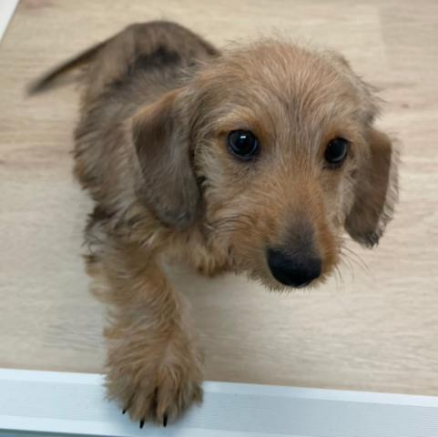 石川県のミニチュアダックスフンド(ワイヤー) (ペットアミ 津幡店/2026年1月18日生まれ/男の子/レッドダップル)の子犬の2枚目の画像