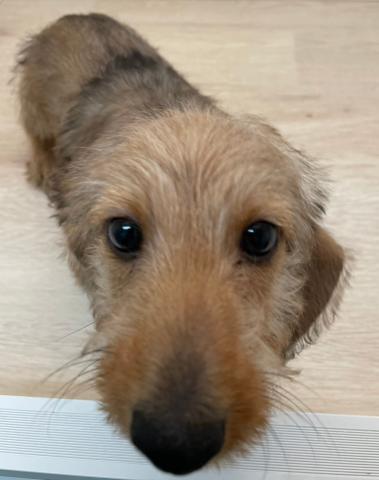 石川県のミニチュアダックスフンド(ワイヤー) (ペットアミ 津幡店/2026年1月18日生まれ/男の子/レッドダップル)の子犬の3枚目の画像