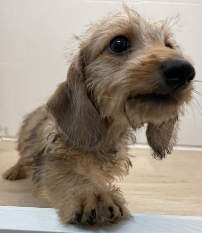 石川県のミニチュアダックスフンド(ワイヤー) (ペットアミ 津幡店/2026年1月18日生まれ/男の子/レッドダップル)の子犬の4枚目の画像