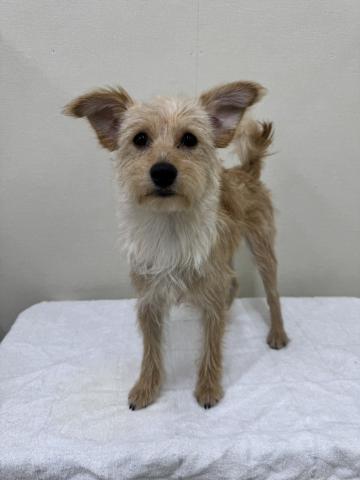 富山県のポメプー(ポメラニアン×プードル) (ペットアミ宮野店/2025年5月22日生まれ/男の子/クリーム)の子犬の2枚目の画像