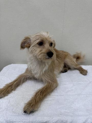 富山県のポメプー(ポメラニアン×プードル) (ペットアミ宮野店/2025年5月22日生まれ/男の子/クリーム)の子犬の3枚目の画像