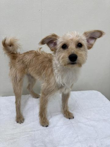 富山県のポメプー(ポメラニアン×プードル) (ペットアミ宮野店/2025年5月22日生まれ/男の子/クリーム)の子犬の4枚目の画像