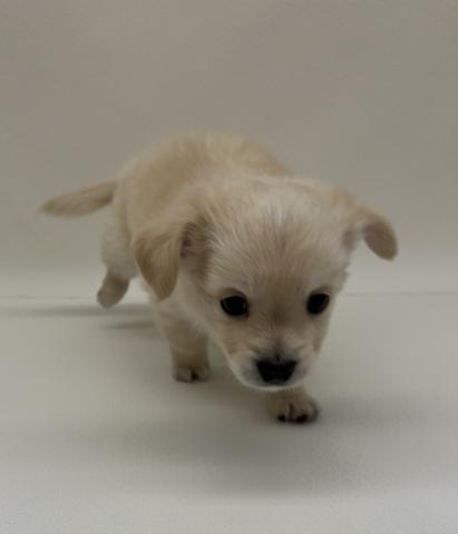 犬ハーフ(チワワ×ダックスロング)