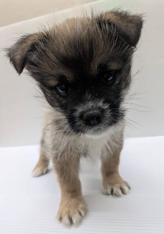 宮城県のハーフ犬・ミックス犬 (ペットアミ 佐沼店/2025年11月1日生まれ/男の子/ブラウン)の子犬の2枚目の画像