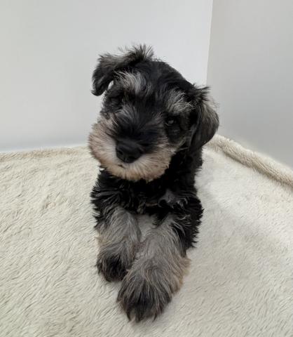 ミニチュアシュナウザー