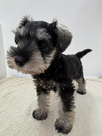 ミニチュアシュナウザー