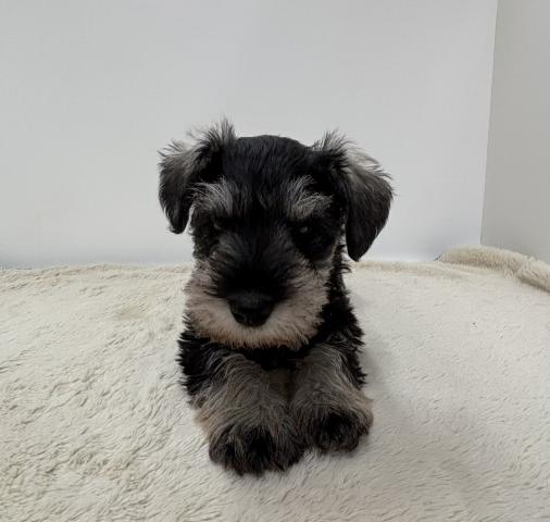 ミニチュアシュナウザー