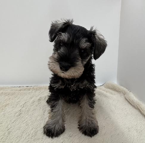 ミニチュアシュナウザー