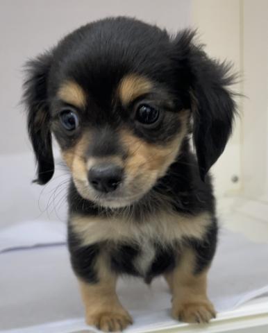 三重県のハーフ犬(ミニチュアダックス×チワワ) (ペットアミ 明和店/2026年1月3日生まれ/男の子/ブラックタン)の子犬の4枚目の画像