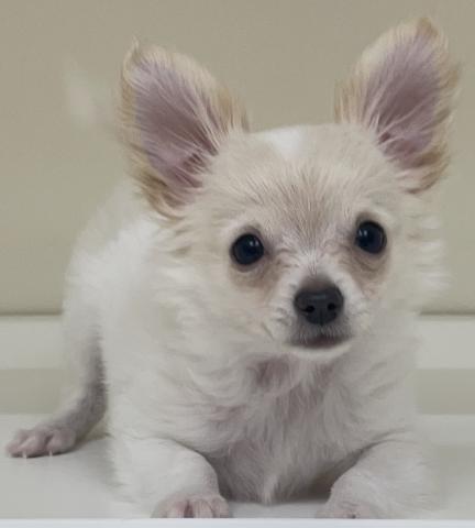 三重県のチワワ(ロング) (ペットアミ 明和店/2025年12月1日生まれ/男の子/ホワイトクリーム)の子犬の2枚目の画像