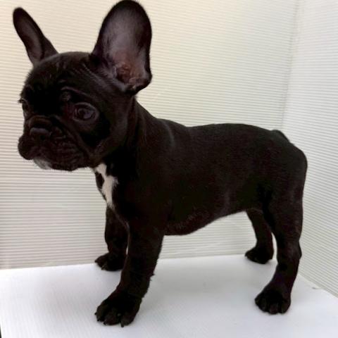 秋田県のフレンチブルドッグ (ペットアミ 本荘インター店/2026年2月4日生まれ/女の子/ブリンドルホワイト)の子犬の2枚目の画像