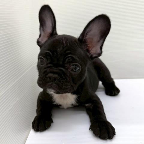 秋田県のフレンチブルドッグ (ペットアミ 本荘インター店/2026年2月4日生まれ/女の子/ブリンドルホワイト)の子犬の3枚目の画像