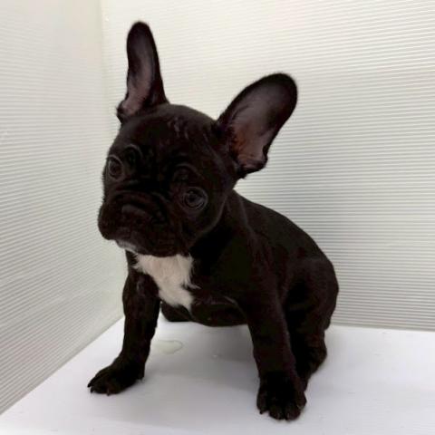 秋田県のフレンチブルドッグ (ペットアミ 本荘インター店/2026年2月4日生まれ/女の子/ブリンドルホワイト)の子犬の4枚目の画像